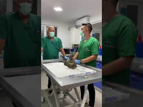 Video: Cele Mai Importante Trei Sfaturi Pentru îngrijirea Dentară A Animalelor De Companie De La Un Specialist Dentar Veterinar