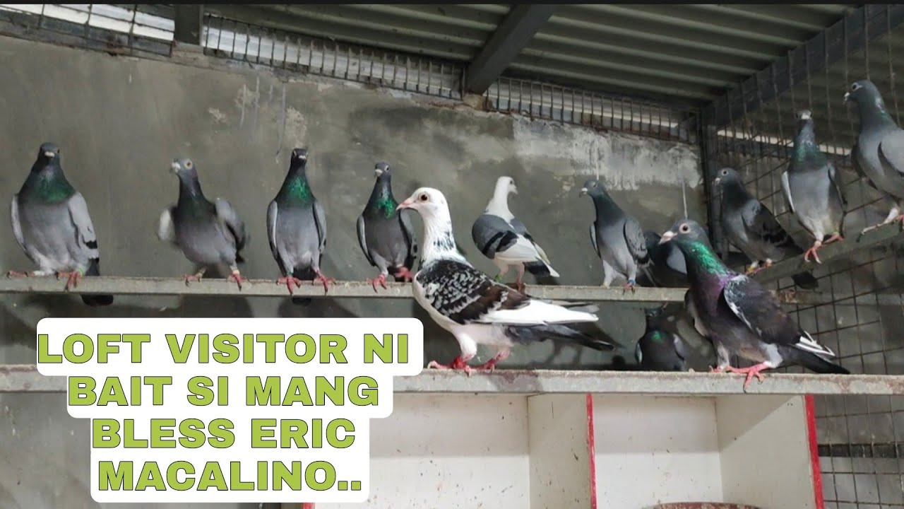 ERIC MACALINO MANG BLESS BISITA NI BAIT NGITING TAGUMPAY DIN...