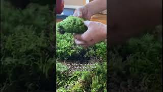 DIY Moss Bathmat #gardendiy #moss #zerowaste #bathmat
