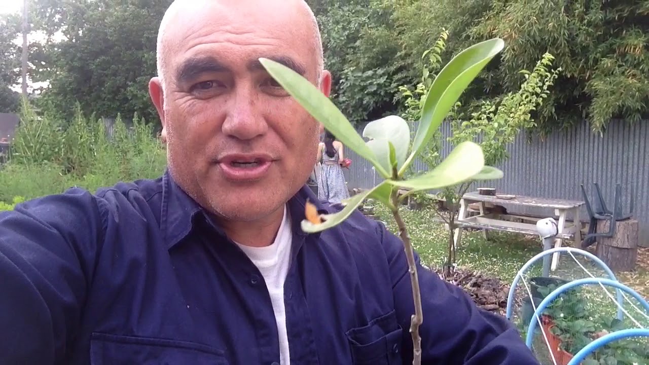Repotting Karaka berry tree
