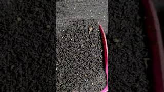 🪱 30% OFF 5lb European Nightcrawlers + FREE Cocoons 👀 | Meme's Worms