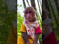 Smart monkey bathing in summer day #monkeysmart #monkeybath