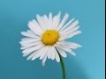 MARGARITA (Bellis perennis) PLANTAS MEDICINALES