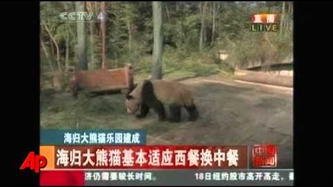 Raw Video: New "foreign" Pandas Home in China