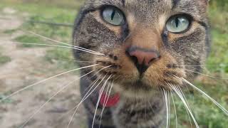 Camping at the Kickapoo Valley Reserve with Kizme, my cat