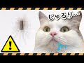 【閲覧注意!】巨大ゲジゲジが現れてとんでもない事件がおきました…!