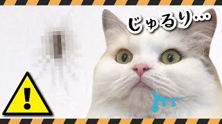 【閲覧注意】巨大ゲジゲジが現れてとんでもない事件がおきました… 【猫アテレコ】