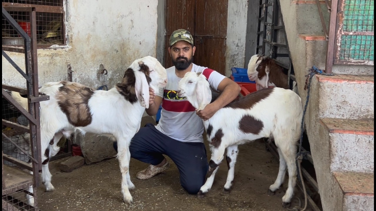 Mashallah quality goat Loot Lo saste me bullet bakre start 9000