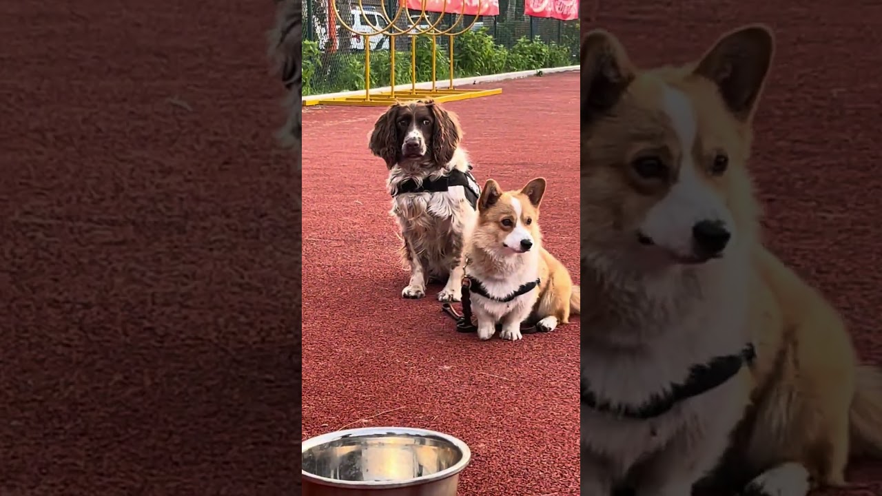 Một buổi huấn luyện cảnh khuyển từ chối thực phẩm ở sở cảnh sát TQ (nơi Phúc Tử corgi làm việc)