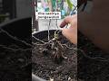 tiba saatnya pengawatan #bonsai #bonsaiantingputri #belajarbonsai #budidaya #semuaorang