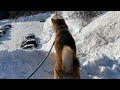 雪遊び　Part2  柴犬　えいと