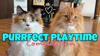 Feline Fun Epic Playtime Compilation