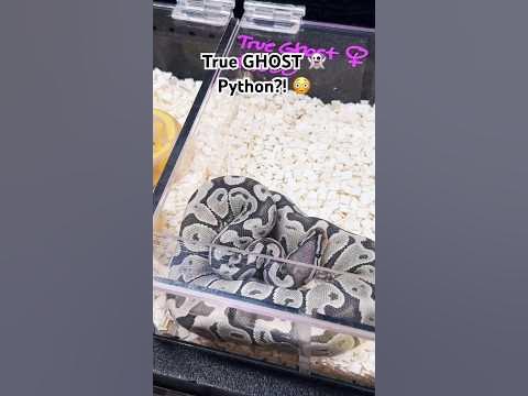 👻 True GHOST Python 🐍 - YouTube