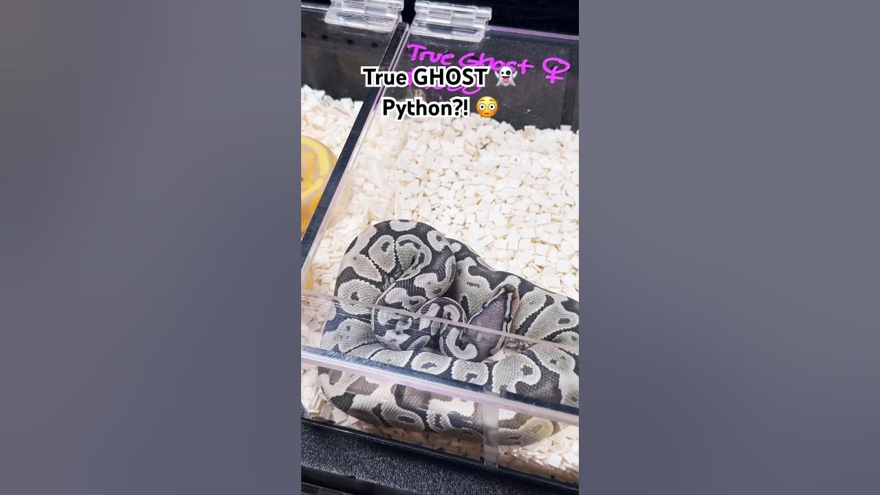 👻 True GHOST Python 🐍 - YouTube
