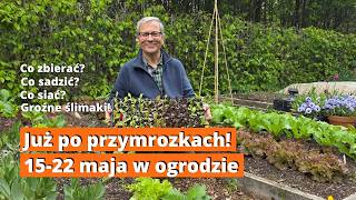 May in the Garden: What to Sow and Plant After Frost? (May 15-22). What I'm Doing in the Garden T...