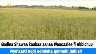 Godina Shawaa kaabaa aanaa Waacaalee fi Abbichuu Nya’aatti hojii oomisha qamadii jalliisii