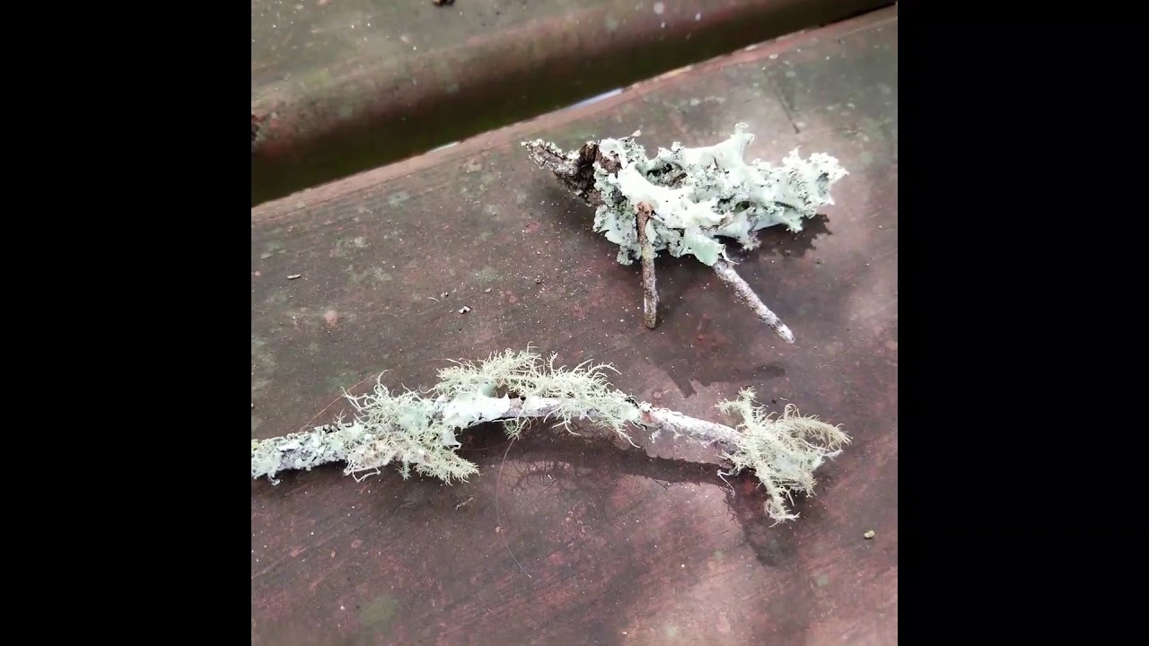 St. Lucie County ERD Virtual Guided Hike: Air Plants