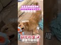 生氣也要保持禮貌！憤怒阿金喊握手秒照做XD｜觸咪