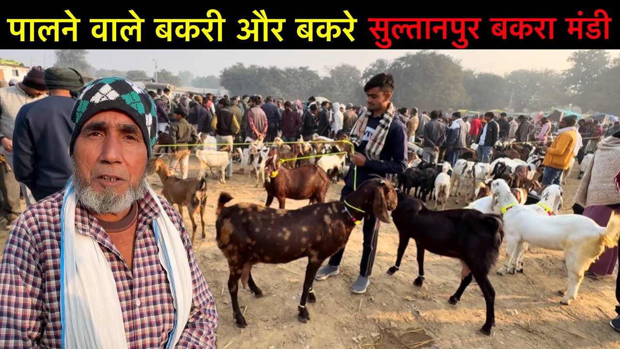 पालने वाले बकरी और बकरे सुल्तानपुर बकरा मंडी | Sultanpur Goat Market Uttar Pradesh | Ziya Vlogs￼