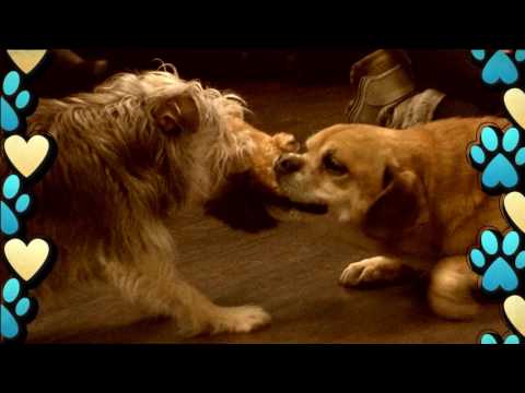 Video: Cómo detener a tu perro de lamer a las personas