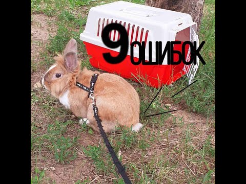 10 ошибок которые укорачивают жизнь питомцу|почему нельзя брать кролика за уши|_Nubik_rubik