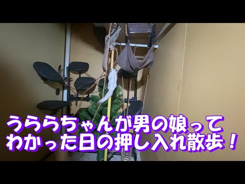 うららちゃんが男の娘ってわかった日の押し入れ散歩！【りんと日記】