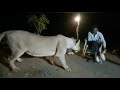 Another of illegal lion show in gir goes viral  namaste gujarat  shorts girforest