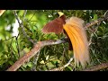 A morning with the Greater Bird-of-Paradise