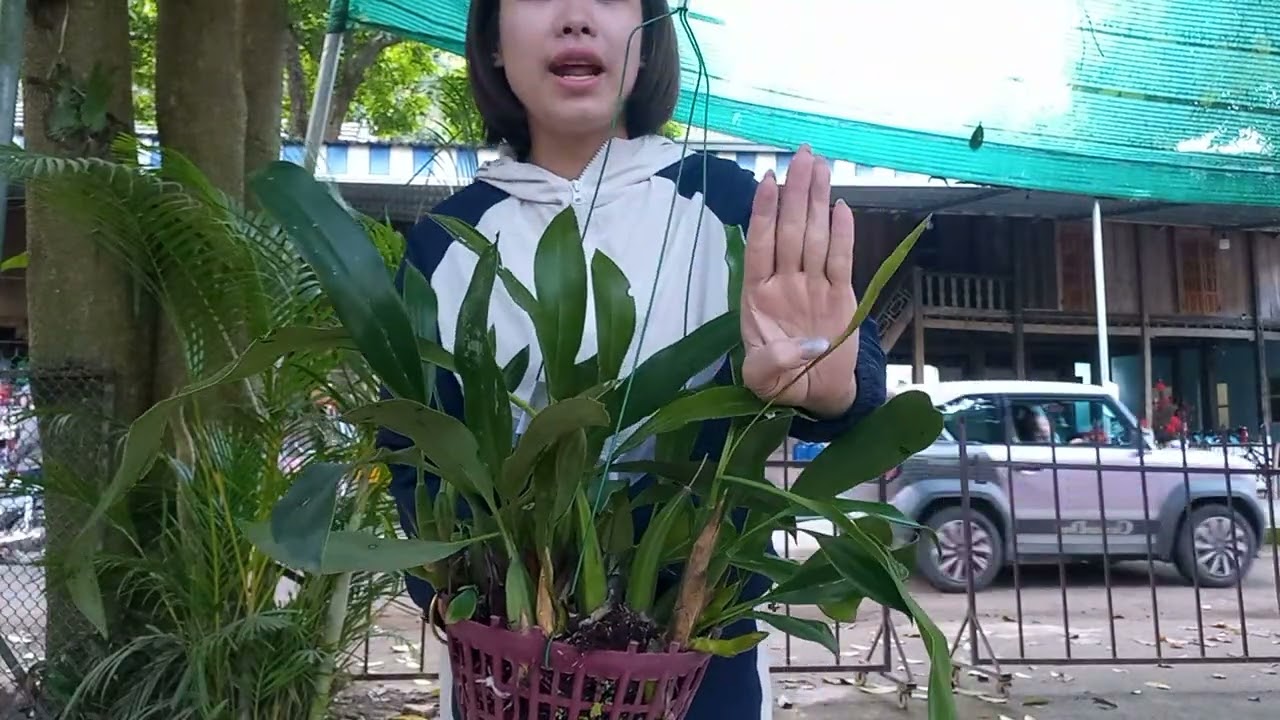 26/2/2026 CÔ GIÁO VÙNG CAO BÁN LAN RỪNG GIÁ RẺ 0364773794 @ PHONG LAN RỪNG HÒA BÌNH 