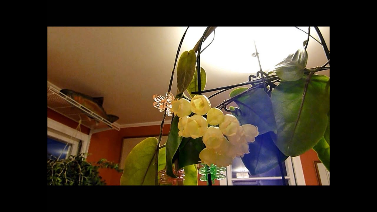 Hoya inflata | Vermont Hoyas