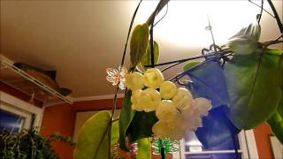 Hoya inflata | Vermont Hoyas