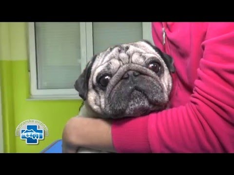 Video: Medicinska Veterinarska Hrana Za Mačke: Indikacije Za Upotrebu, Pregled Najboljih Marki, Pregledi Veterinara I Vlasnika