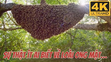 Ong mật – Hành trình kỳ diệu tạo ra mật ong và bí mật về sự sống còn của loài ong