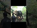Injured wild elephant | amazing wild videos