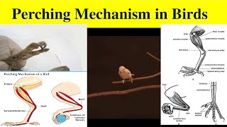 Perching Mechanism in Birds