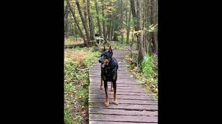 Doberman The Ultimate Guardian Dog with Unmatched Loyalty