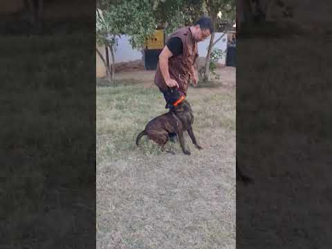 فريستايل كومبو سهم جروي فريستايل جروي