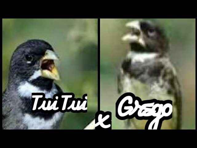 Canto De Coleiro Tui Tui Grego Coleiro Grego Ou Tui Tui Qual E O Melhor Para Torneio Youtube