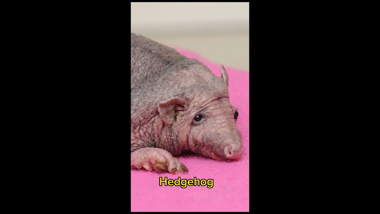 10 Hairless Animals - #shorts #animals
