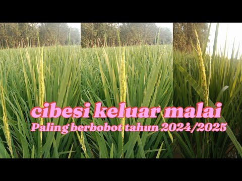 Penampakan padi cibesi usia 75 hst, pengisian hampir full || Jiwa Tani