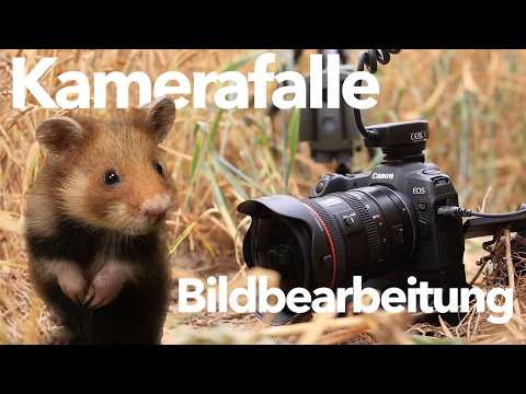 Grey Partridge, Camera Trapping Hamsters, and Photo Editing