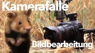 Rebhuhn, Kamerafalle bei den Hamstern und Bildbearbeitung