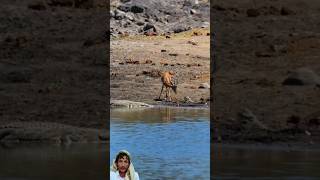 الغزال اثبت انه ليس حيوانا بل لديه ذكاءمن خطر التماسيح #shorts