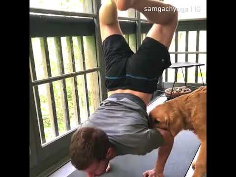  Dog play yoga with owner