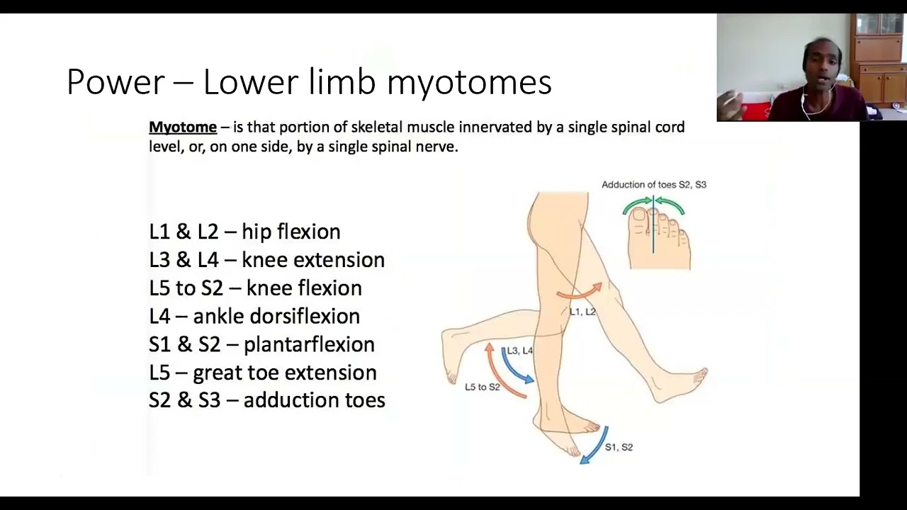 06 Neurological Examination of U & L Limbs