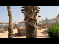 Египет,  Шарм-Эль-Шейх.  Пляж отеля Magic World Sharm club bay jaz.