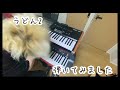 【うどん2 / Gero】キーボード 弾いてみた