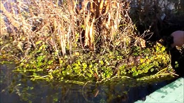 Winter Roots @ Floating Islands West (floatingislandswest.com)