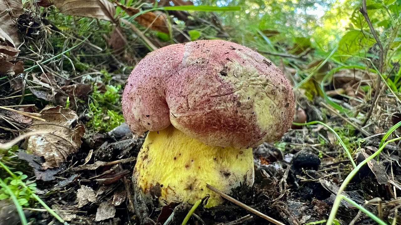 🌲🌲🌲🍄🍄🍄🌲🌲🌲20.9.2025. Hřiby královské, nachové, rubínové, le Galové, mendaxy a další vzácnější druhy.