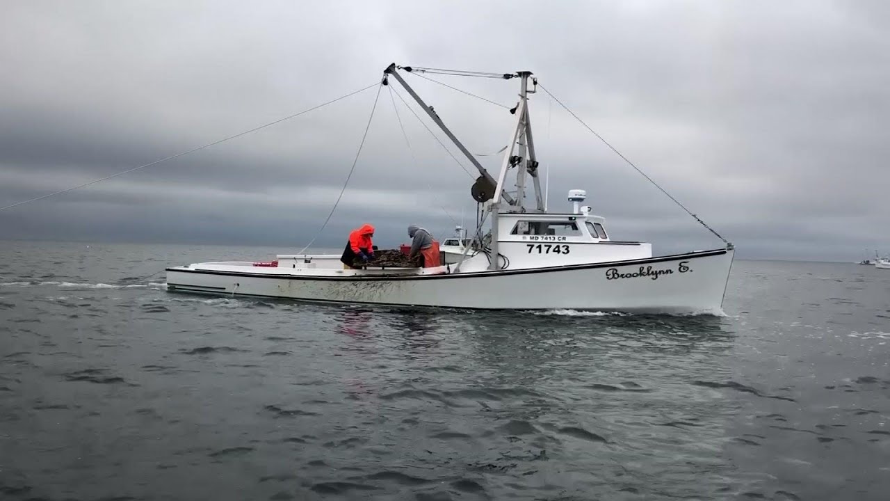 Pivotal times for famous Chesapeake Bay oysters